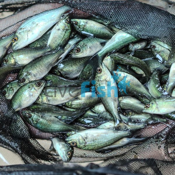 2,000 x Jade Perch 3cm