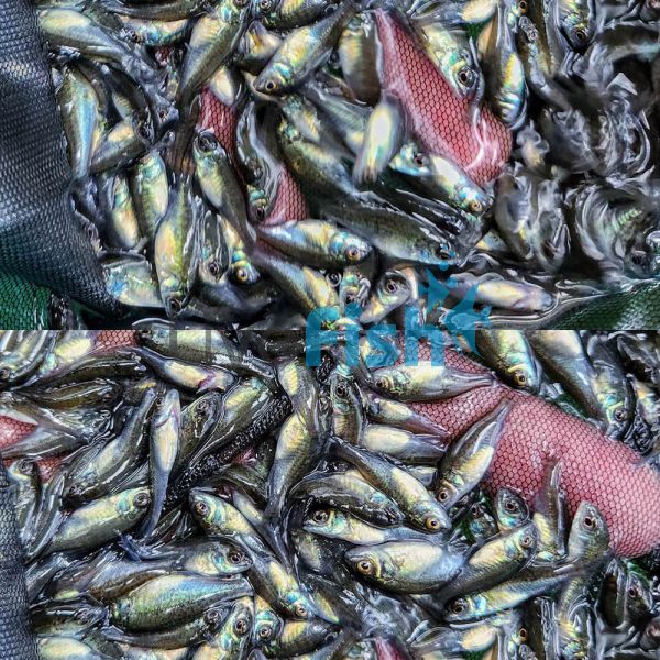 2000 x Silver - Perch 3cm