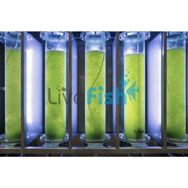 2L Copepod Food Live Algae Mix