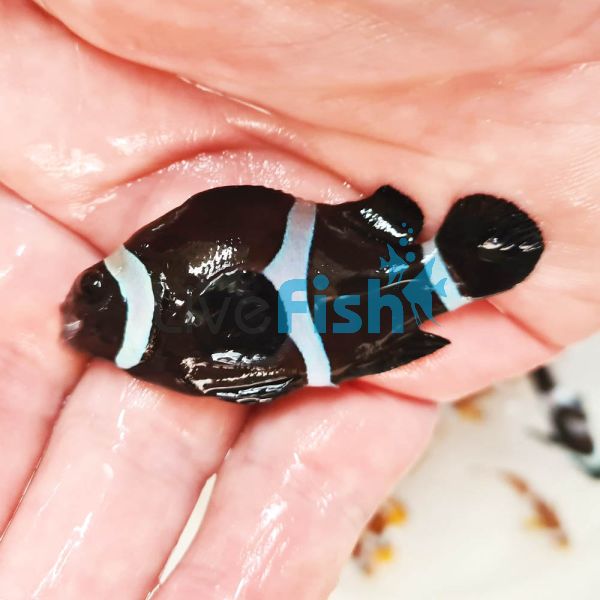 2x Balloon Black and White Clownfish 3-3.5cm