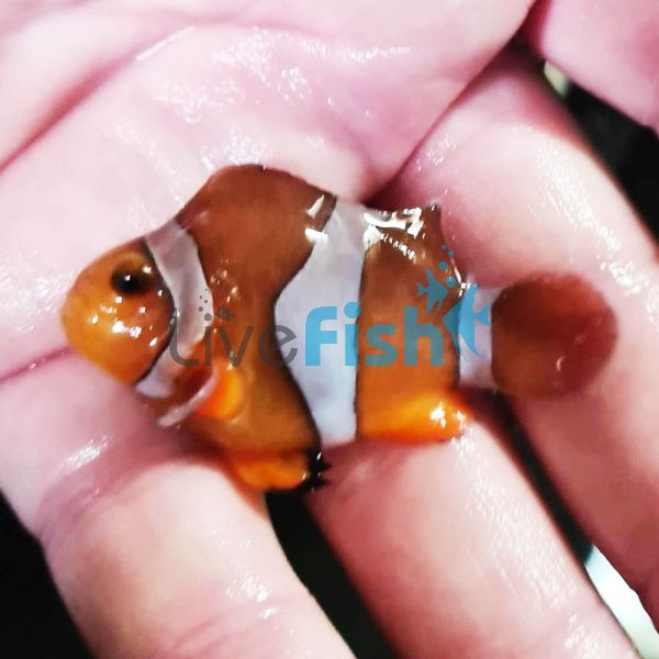 2x Balloon Clownfish 3cm
