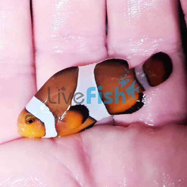2x Mocca Clownfish 3cm