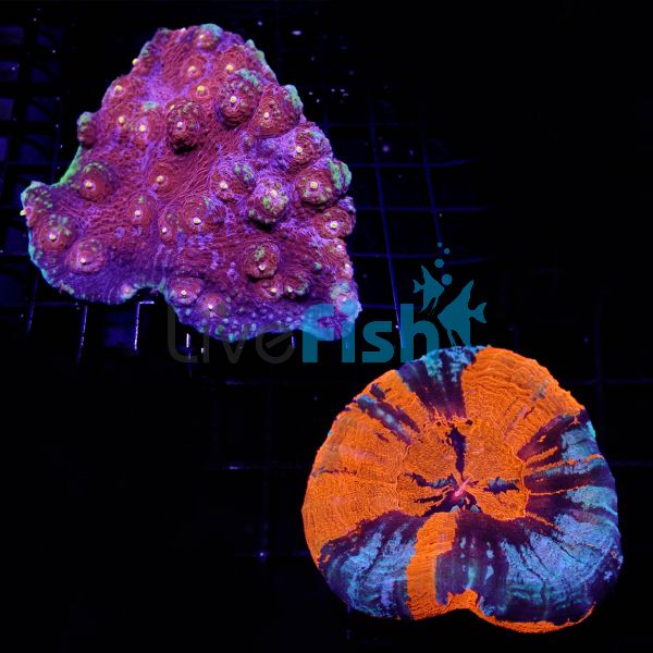 Coral Pack 374