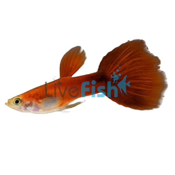 Male Moscow Red Guppy 3.5cm