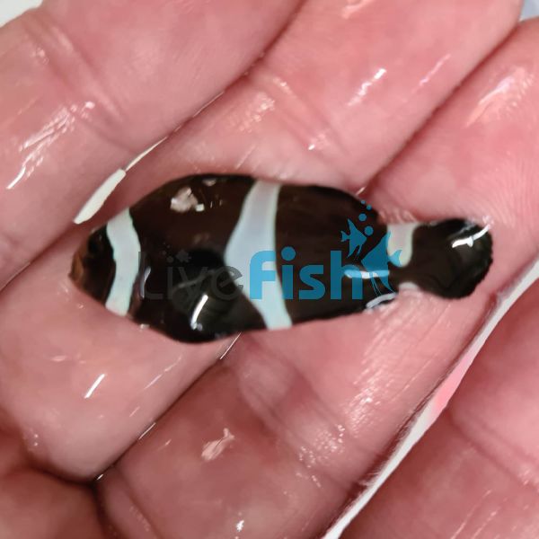 3x Black and White Misbar Clownfish
