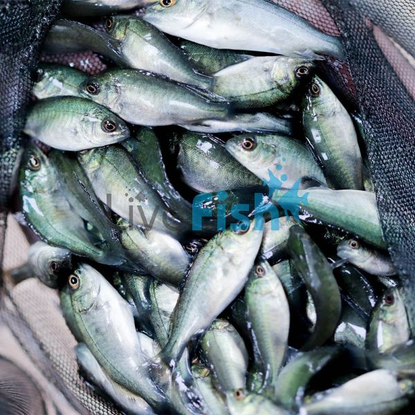 400 x Jade Perch 3cm