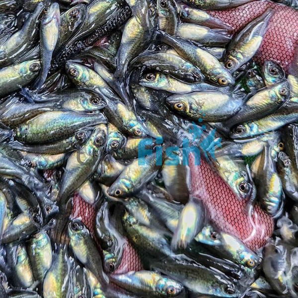 400 x Silver - Perch 3cm