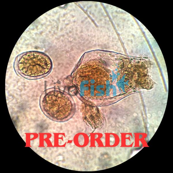 Live Rotifers Marine / Brackish 200K - Small Strain