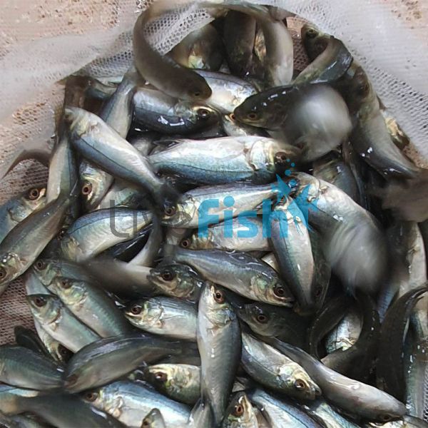 200 x Silver - Perch 4cm