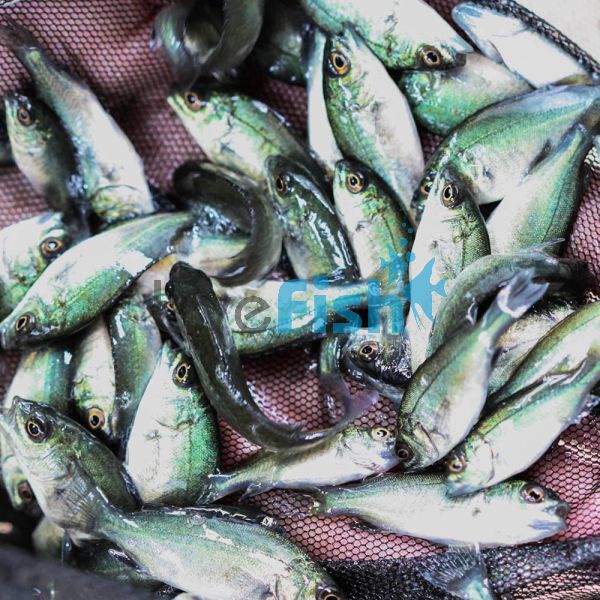 50 x Jade Perch 3cm