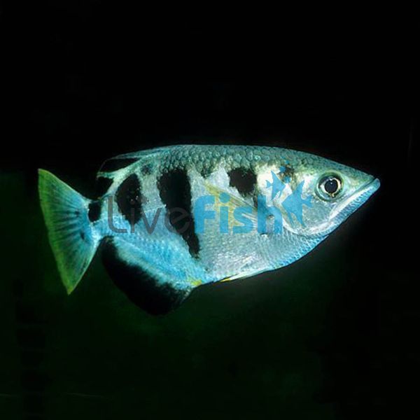 Banded Archer Fish - Brackish 5cm (Import)