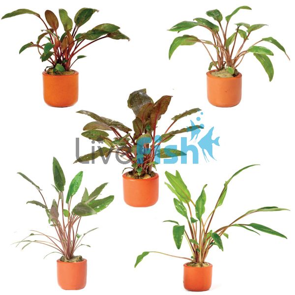 Assorted Crypts Terracotta - Pot