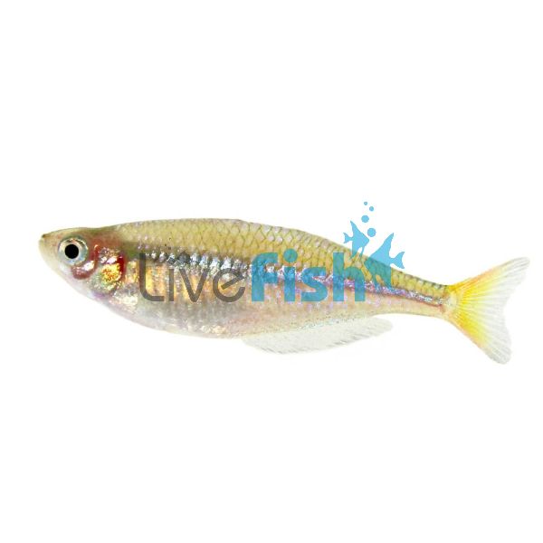75x Praecox Rainbow 2-3cm