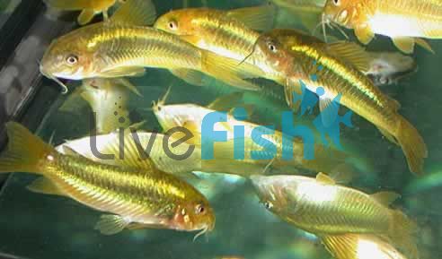 Corydoras Neon Green Stripe 3.5cm