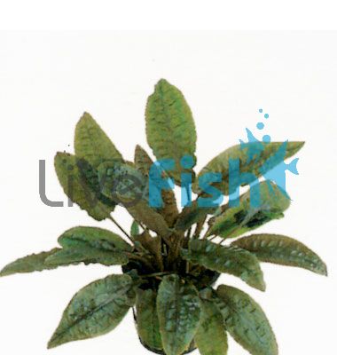 Asst. Bareroot Crypts - Small