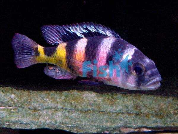 Astatotilapia Calliptera 5cm