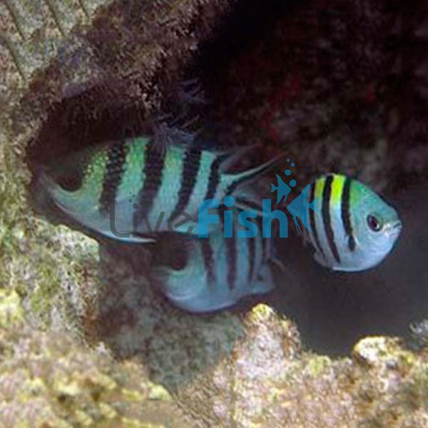 Sergeant Major Damselfish - Small