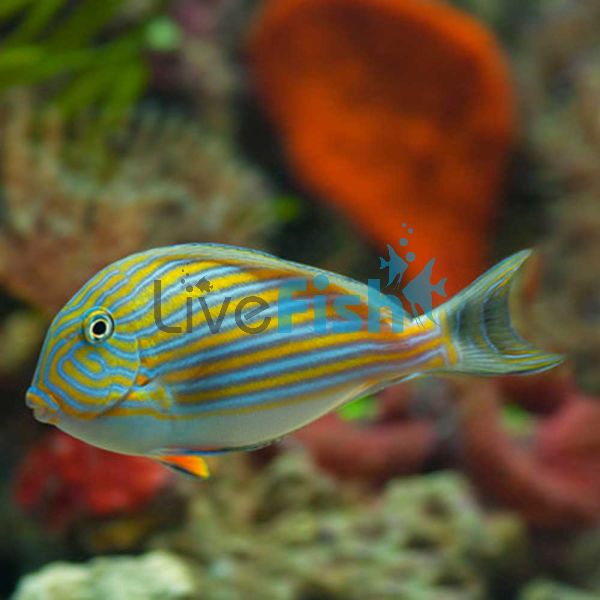 Tang Clown Lined Surgeonfish LGE