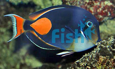 Achilles Tang - Medium