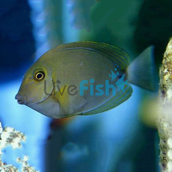 Ringtail Tang - Large