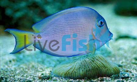 Atlantic Blue Tang - Medium