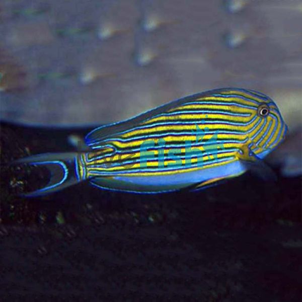 Tang Clown Lined Surgeonfish TIN