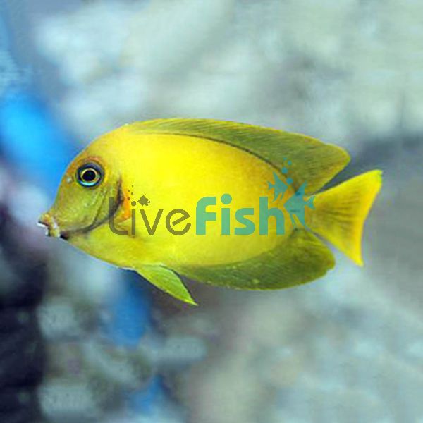 Tang Yellow Mimic - Medium