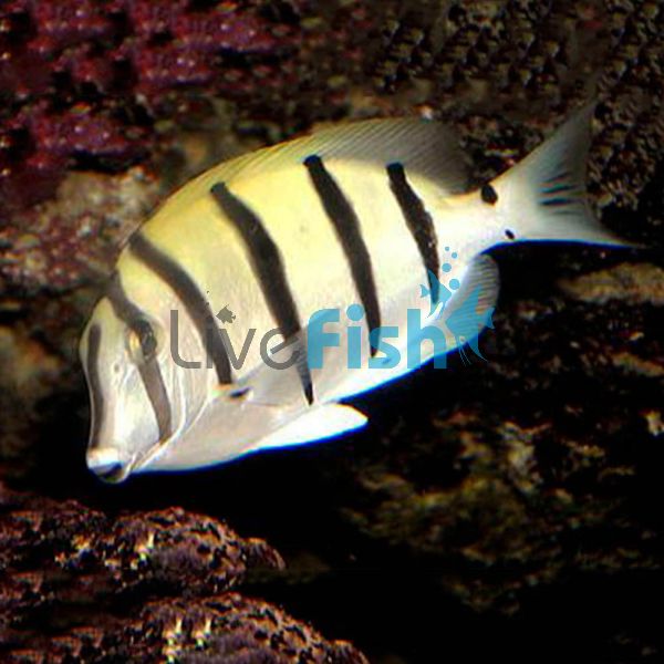 Tang Convict Surgeonfish - Medium