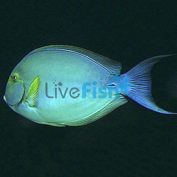 Tang Yellowfin Surgeonfish MED