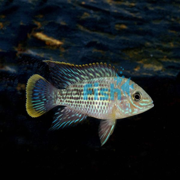 Silver Saum 5cm - Aequidens Rivulatus White Edged