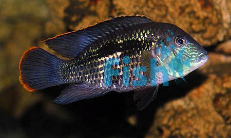 Pair Aequidens Rivulatus White Edged Silver Saum 10cm