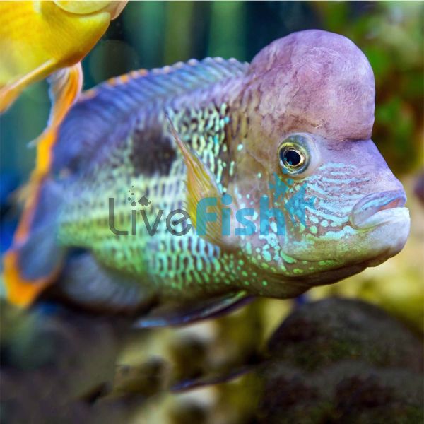 Rivulatus Gold Saum 7cm