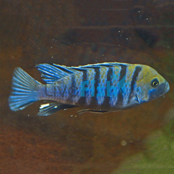 Cynotilapia Yellow Afra 4cm