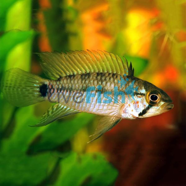 Agassizii Alenquer 3.5cm