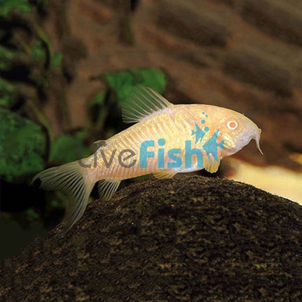 Albino Corydoras 6cm