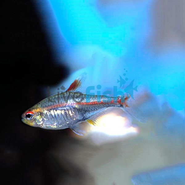 Albino Glolite Tetra 3cm