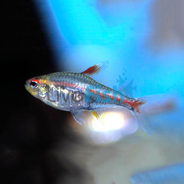 Albino Glolite Tetra 3.5cm 