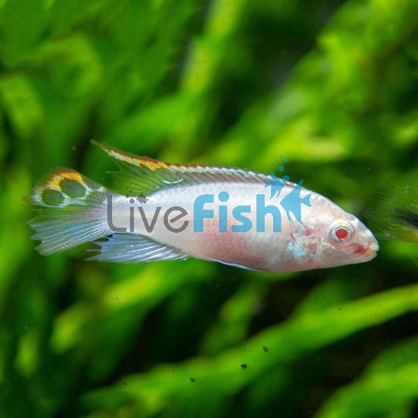 Male Albino Kribensis 6cm