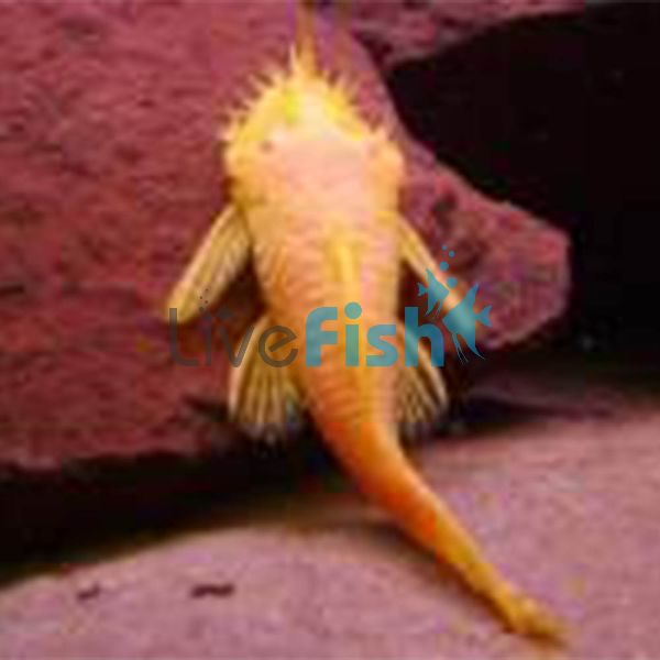 Albino Bristlenose Catfish 4cm