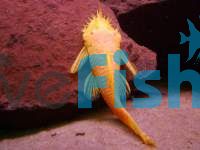 Albino Bristlenose Catfish 5cm