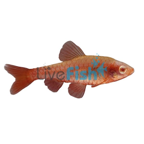 Albino Cherry Barb 3.5cm