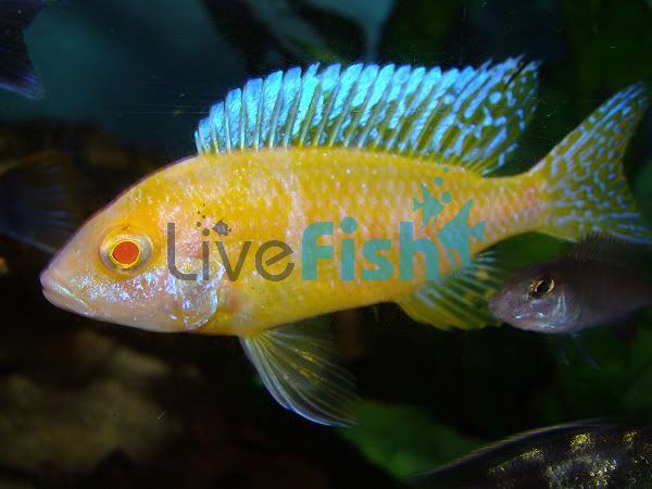 Albino Peacock 9cm 