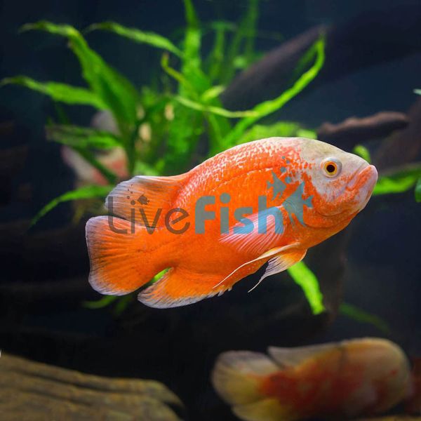 Albino Red Oscar 4cm