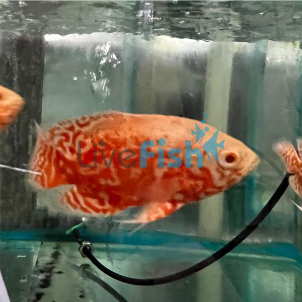 Albino Red Tiger Nemo Oscar 7cm