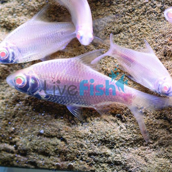 Albino Tinfoil Barbs 6cm