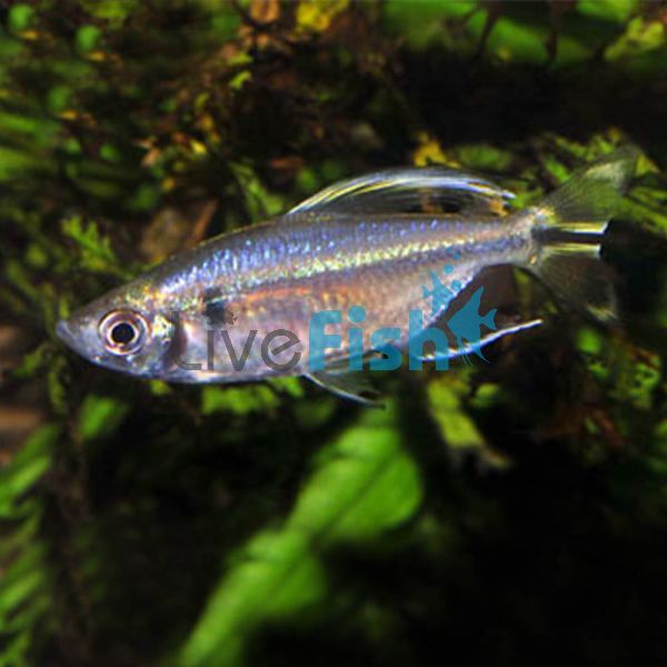 Yellowtail Congo Tetra 5cm