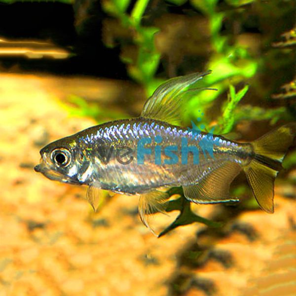 Yellowtail Congo Tetra 4cm 