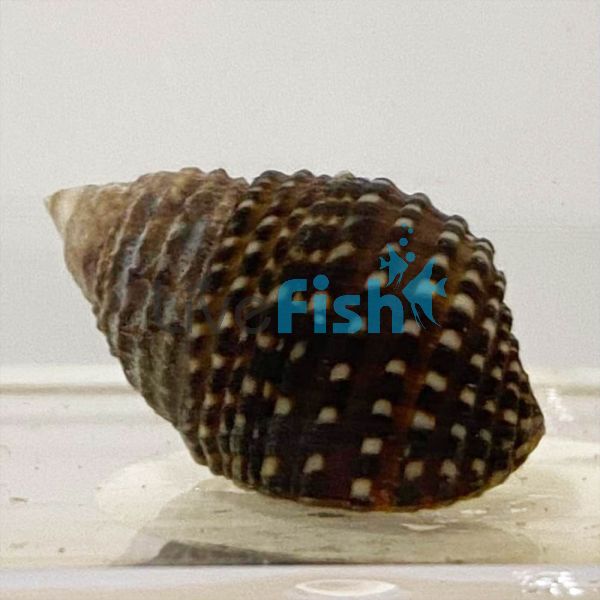 Algae Eater Snail - Medium