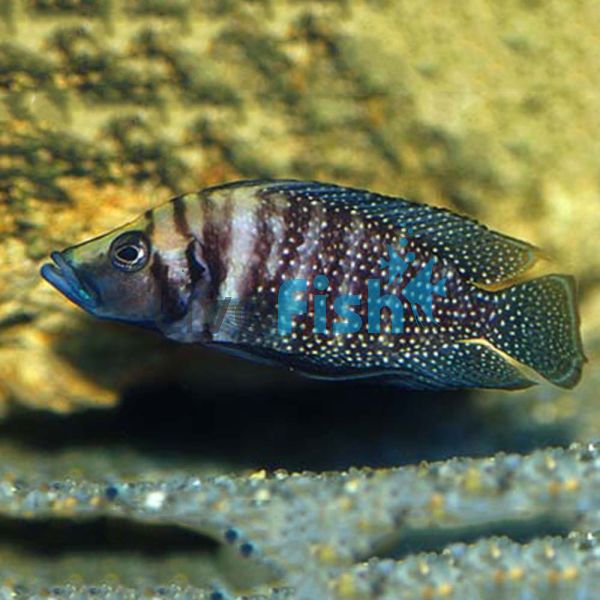 Altolamprologus Calvus Black 3.5cm