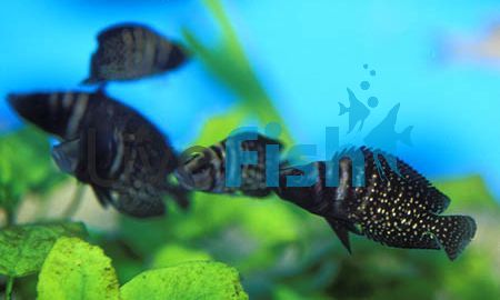 Altolamprologus Calvus 5cm